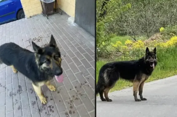 Пропала собака на Вертлинской, 21 в Солнечногорске