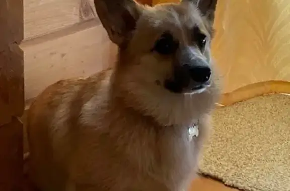 Потерянные животные Родник Снт (плешкино), фото: Пропала собака Стефа, Корги пемброк, ул. Родник СНТ 35