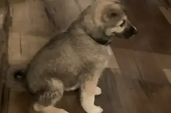 Найдена собака, , фото: Собака с ошейником на Набережной 13а