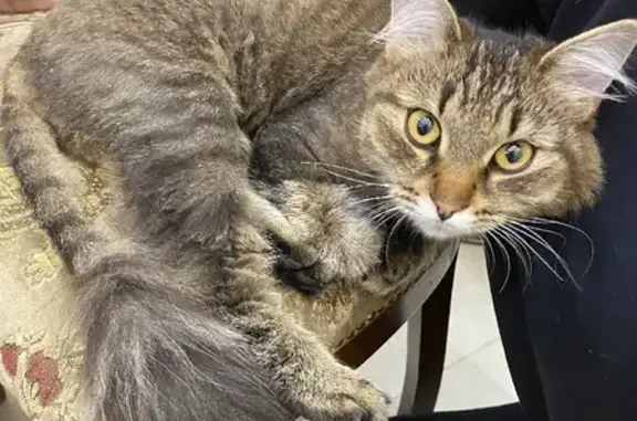 Найдена ласковая кошка в Лос Снт, Московская область