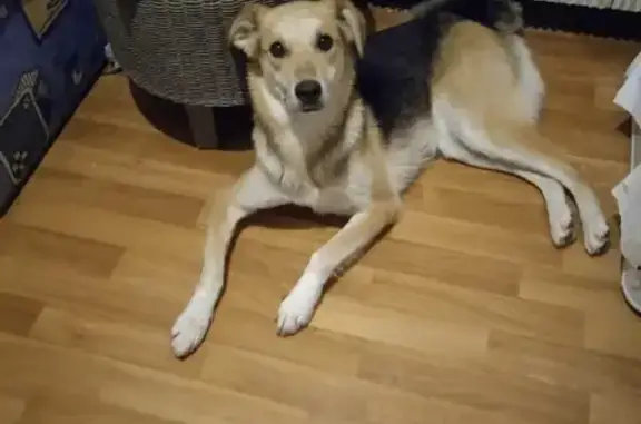 Потерянные животные Москва, фото: Пропала собака Яна в Москве, район Ул Теплый стан д 21к2