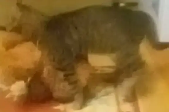 Кошки потеряшки, Казань, фото: Потеряшка кошка Ричи на Юбилейной улице в Казани