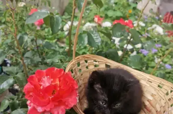 Найдена черненькая кошка на Республиканском проспекте