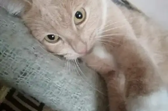 Кошки потеряшки, Некрасовское, фото: Потеряшка кошка Элвис, Советская ул. 125-117, рыжего окраса