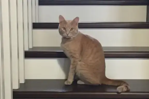 Кошки потеряшки, Ярославль, фото: Потеряшка рыжий кот Феликс на улице Мамонтова, 13 в Ярославле