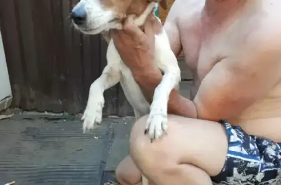 Найдена собака на ул. Доватора, Ростов-на-Дону
