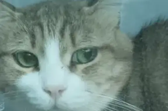 Пропала кошка с Лазарево Снт, Московская область