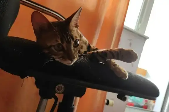 Кошки потеряшки, Москва, фото: Потеряшка Бенгальская кошка на Полярной улице, Москва