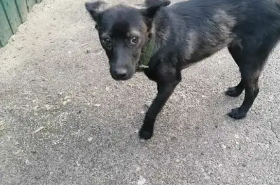 Найдена собака на ул. Юлиуса Янониса, Воронеж