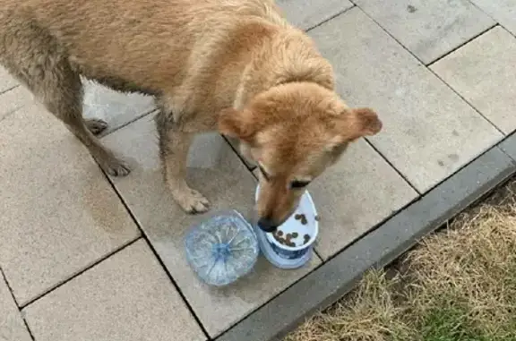 Найдена собака в Новой Москве