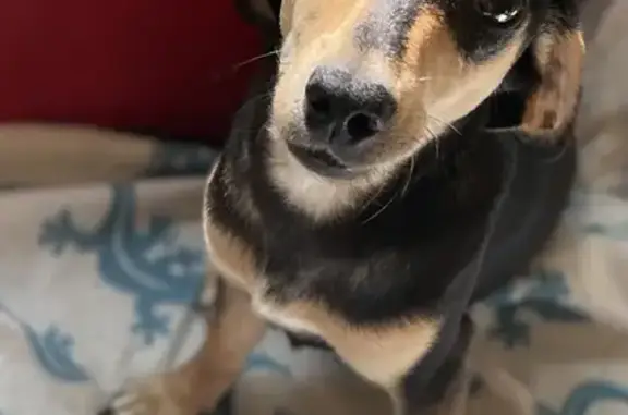 Собаки потеряшки, Санкт-Петербург, фото: Потеряшка собака на Товарищеском проспекте, 6 корпус 5