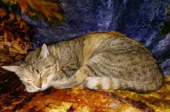 Найден домашний кот в Уришке, Республика Мордовия