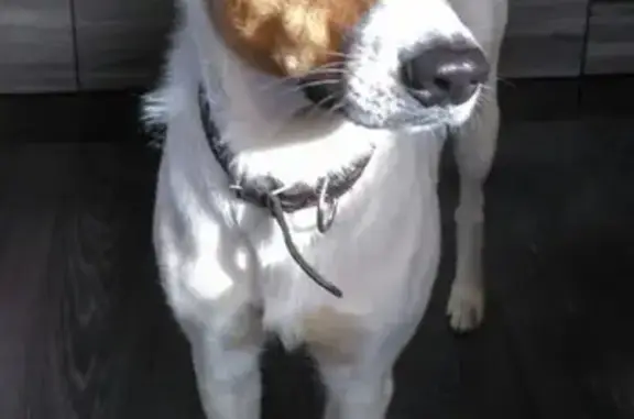 Собаки потеряшки, Старая Купавна, фото: Потеряшка собака Умка в Заречье Снт, Старая Купавна