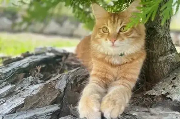 Пропала кошка Тимоня в Московской области