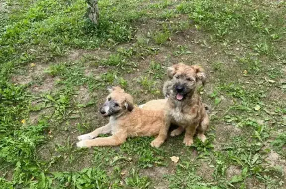Собаки потеряшки, Москва, фото: Потеряшка рыжая собака с черным, синим ошейником в Михеево, Московская область.