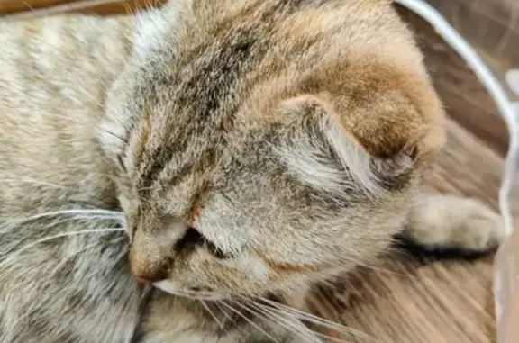 Найдена Британская миниатюрная кошка на ул. Шишкина, 35