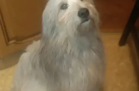 Собаки потеряшки, Санкт-Петербург, фото: Потеряшка собака на Болотной улице в Санкт-Петербурге