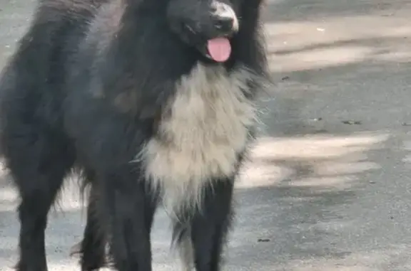 Собака найдена в Одинцово, Московская область.