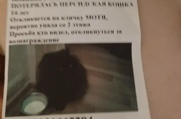 Пропала персидская кошка на ул. Павлова, 9