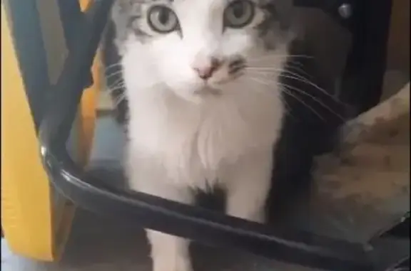 Найдена кошка на Восточной улице, Екатеринбург