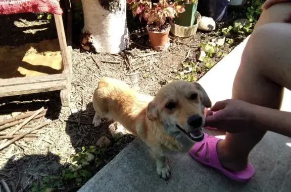 Найдена собака на улице Стольникова, 44 в Перми.