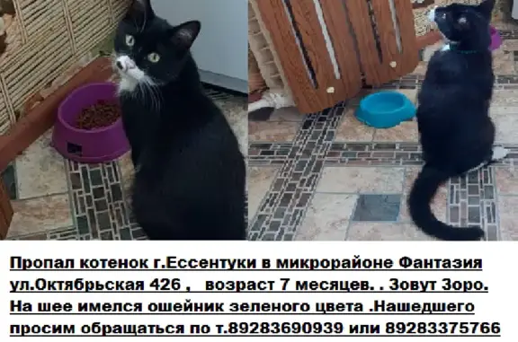 Пропал котенок Зоро, ул. Октябрьская 426, Ессентуки