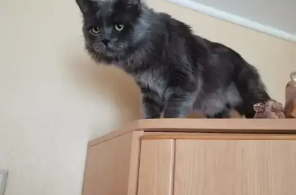 Кошки потеряшки, Ярославль, фото: Потеряшка котик Вася на улице Панина, 14, Ярославль