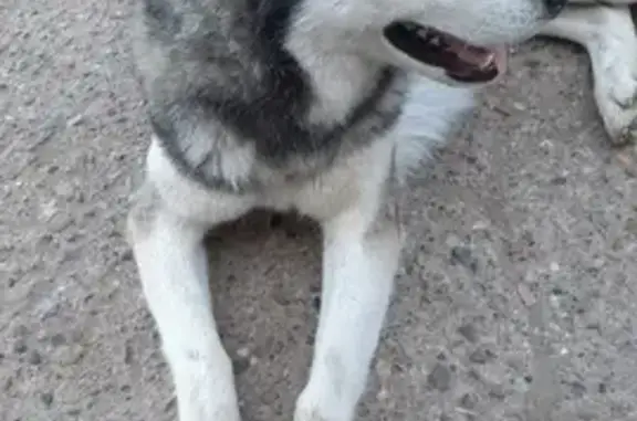 Собака найдена на ул. Кубанская, 72 в Астрахани.