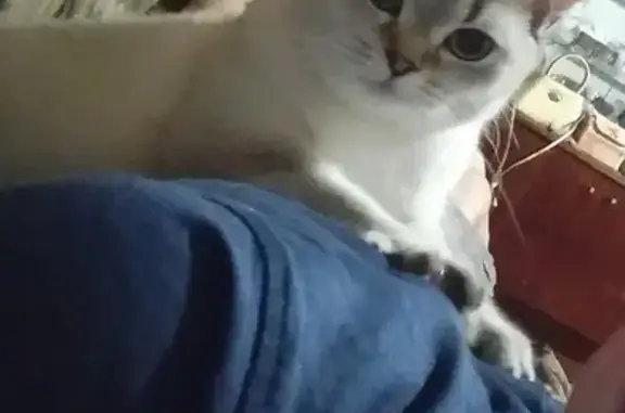 Кошки потеряшки, Пешково, фото: Потеряшка кошка Мия, Молодежная ул. 11 к.1, Пешково