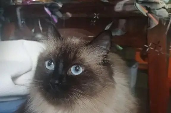 Кошки потеряшки, Санкт-Петербург, фото: Потеряшка кошка по адресу пр. Художников д.33 к 1 кв 693, СПб