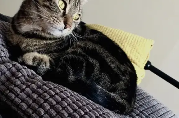 Кошки потеряшки, Санкт-Петербург, фото: Потеряшка кошка на Бутлерова, 8 в СПб