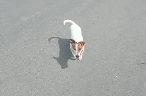 Пропала собака Джек рассел терьер в Нижнем Новгороде