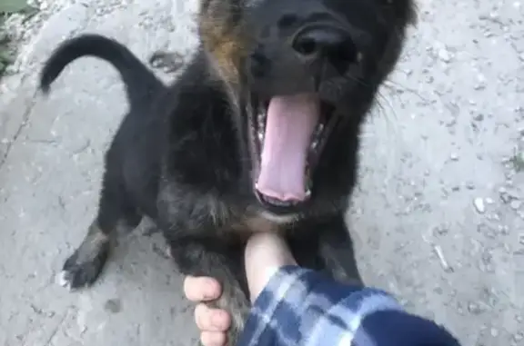 Найдена щенок на улице Еременко, 70 в Волгограде