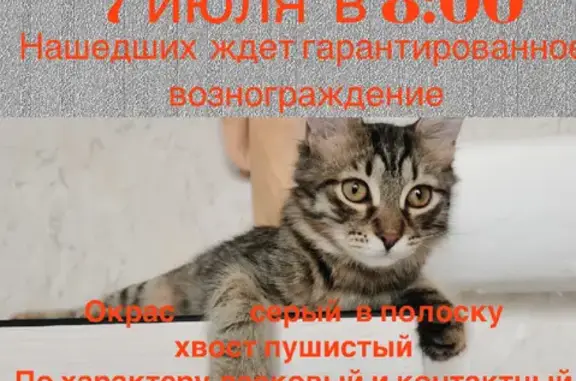 Пропала кошка в Химках, Леденцовский переулок и Папанина.