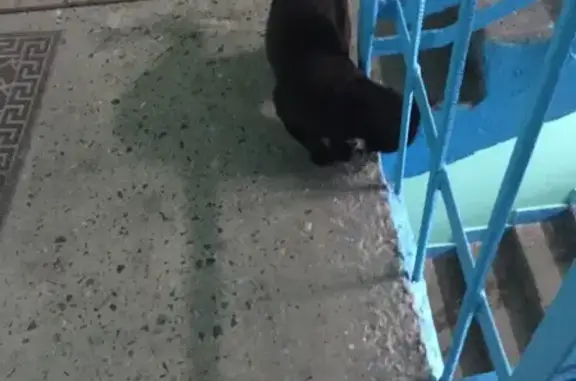 Найдена кошка на улице Сизова, 1 в Североморске