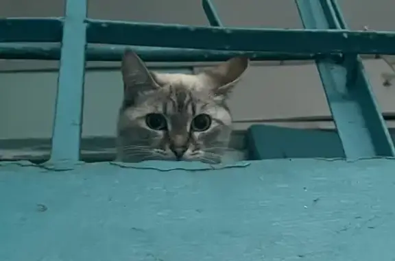 Найдена кошка на ул. Карима Хакимова, 8 в Уфе