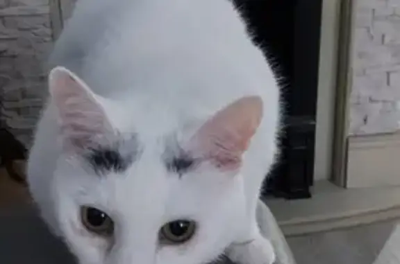 Кошки потеряшки, Санкт-Петербург, фото: Потеряшка белая кошка Муся в Первомайском сельском поселении