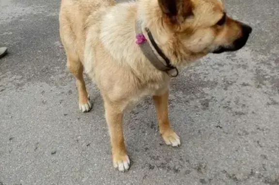 Найдена рыжая собака у остановки на ул. Калужская, 40