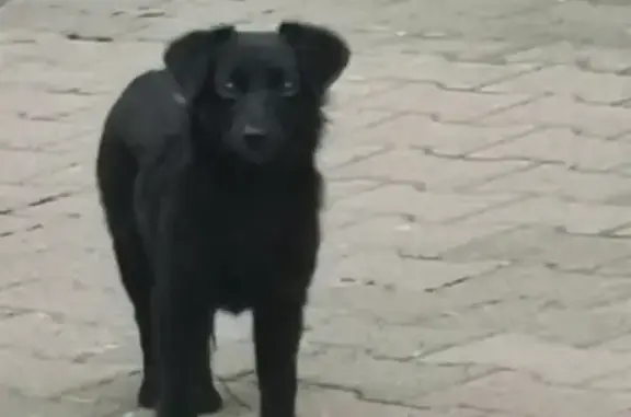 Найден щенок возле площади Ленина, ул. К. Маркса 41, Хабаровск