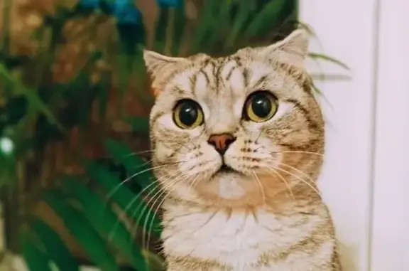 Кошки потеряшки, Набережные Челны, фото: Потеряшка кошка Афина на проспекте Мира, Набережные Челны