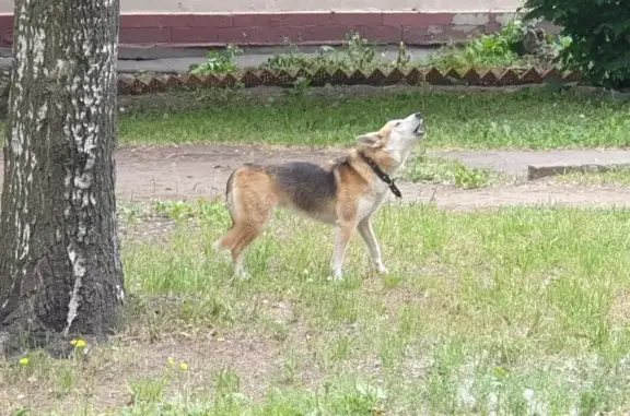 Собака на Ярославском проспекте, 55, СПб.