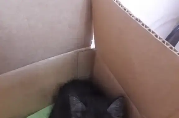 Найден черный котенок на Рижской, Когалым