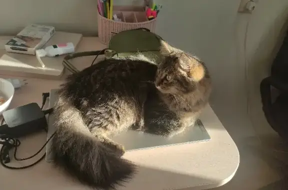 Потерянные животные Казань, фото: Пропала кошка 