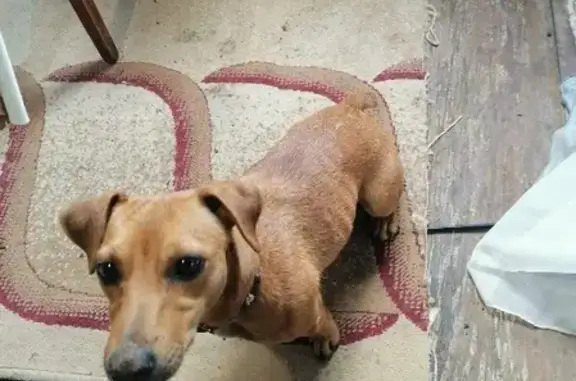Найдена собака Боня на Парковом проспекте