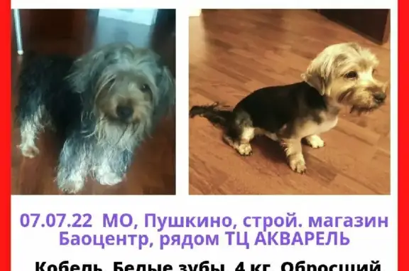 Собака найдена у Бауцентра в Пушкино, МО.