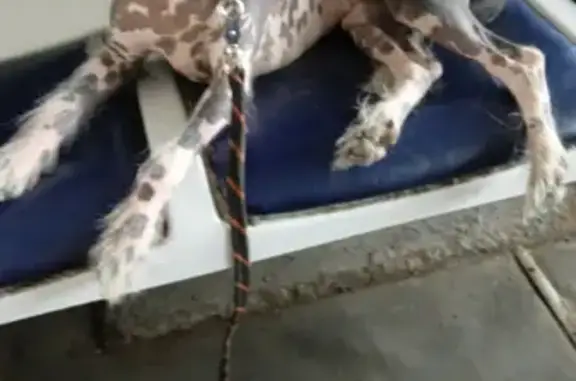 Собаки потеряшки, Москва, фото: Потеряшка китайская хохлатка на озере в Иванисово