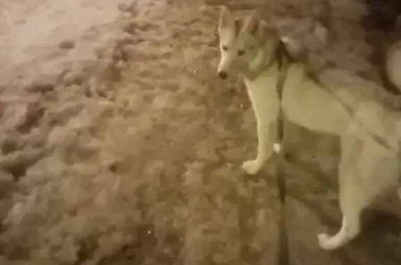 Пропала собака, видели на Обводном канале, СПб, 120 литБ.