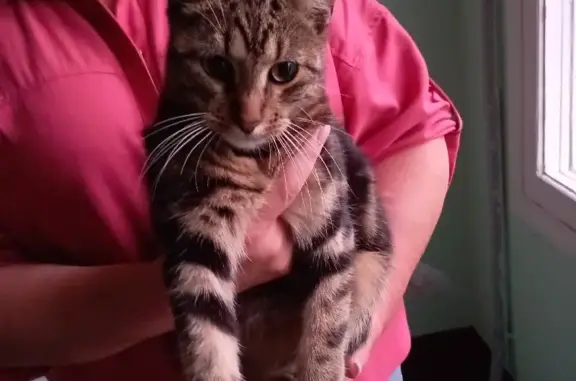 Найдена кошка на Варшавской, СПб, домашняя и ласковая