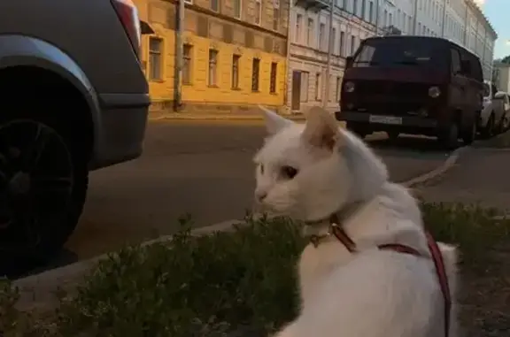 Кошки потеряшки, Санкт-Петербург, фото: Потеряшка кошка Беляш, ул. Егорова 9/9, СПб