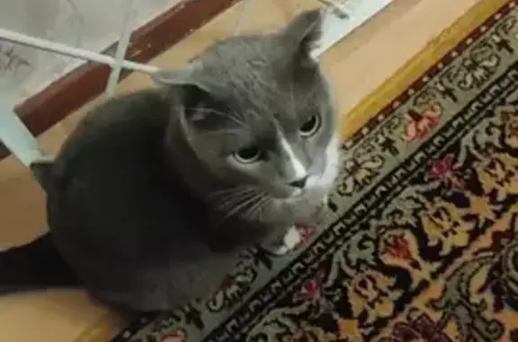 Потерянные животные Новосибирск, фото: Пропала кошка на улице Озерная, 10 в Новосибирске